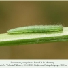 lasiommata petropolitana daghestan larva l2 1